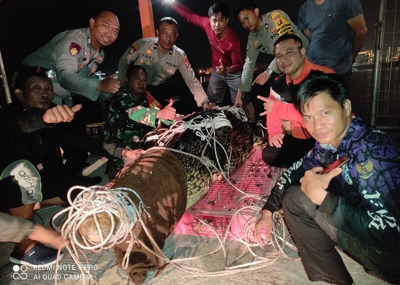Tim Gabungan TNI Polri dan KSDA Kaltim Relokasi Buaya di Sungai Guntung  Bontang