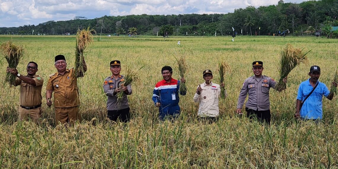 Panen Padi di Marangkayu, Hasil Kerjasama Pemerintah, Swasta Dan Masyarakat Untuk Capai Ketahanan Pangan