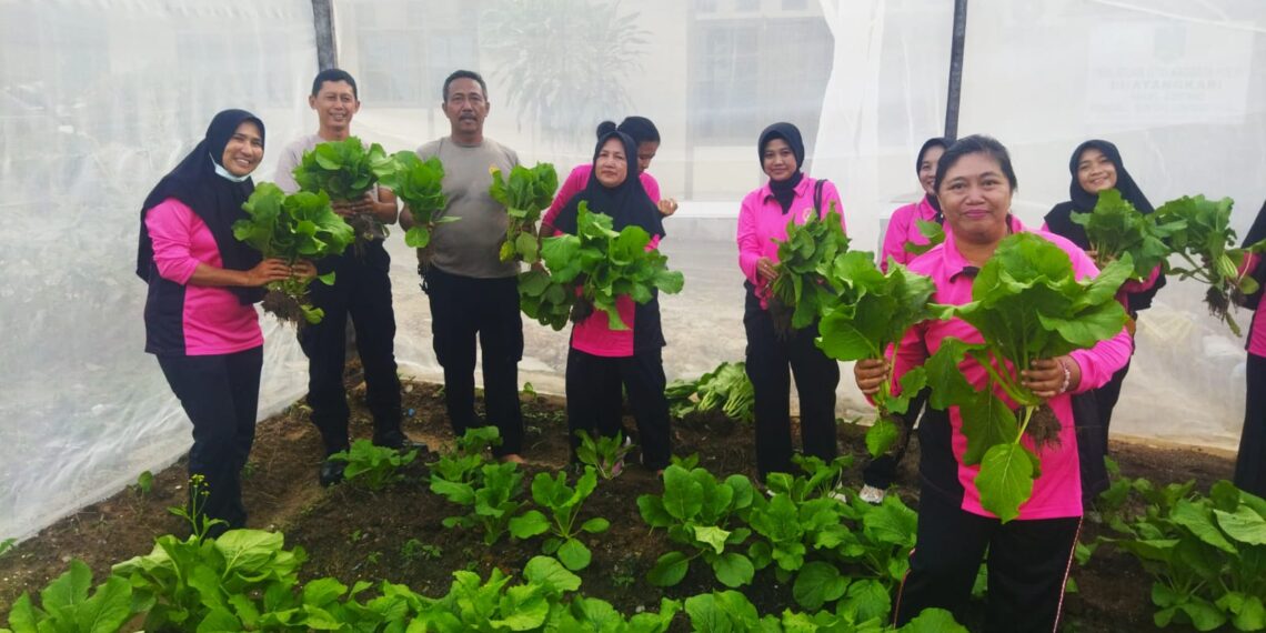 Panen Sawi Di Lahan Tidur : Dukung Ketahanan Pangan Lokal
