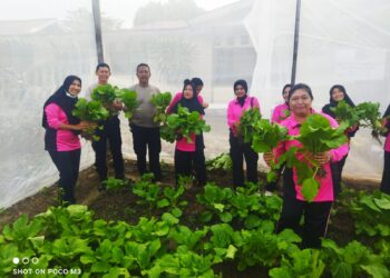 Panen Sawi Di Lahan Tidur : Dukung Ketahanan Pangan Lokal