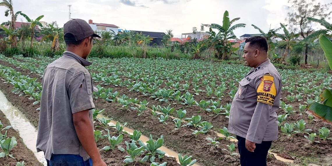Bhabinkamtibmas Tanjung Laut leksanakan Pengecekan Lahan Ketahanan Pangan Pekarangan Rumah di Kelurahan Tanjung Laut
