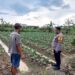 Bhabinkamtibmas Tanjung Laut leksanakan Pengecekan Lahan Ketahanan Pangan Pekarangan Rumah di Kelurahan Tanjung Laut