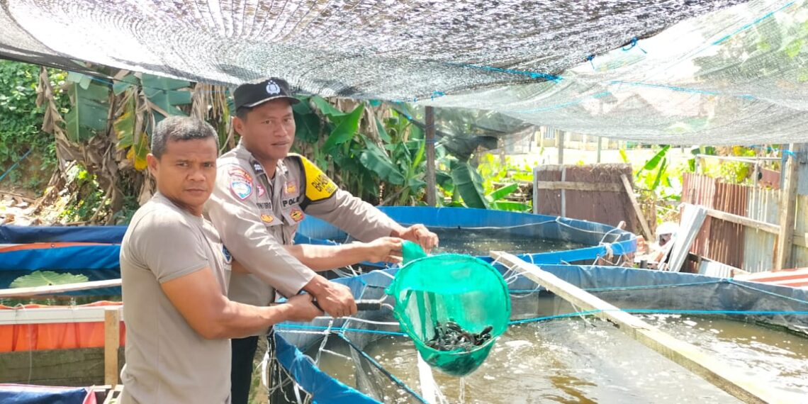 Bhabinkamtibmas Berbas tengah laksanakan pendampingan Budidaya Ikan Air Tawar dan Tanaman Sawi diwilayah binaan