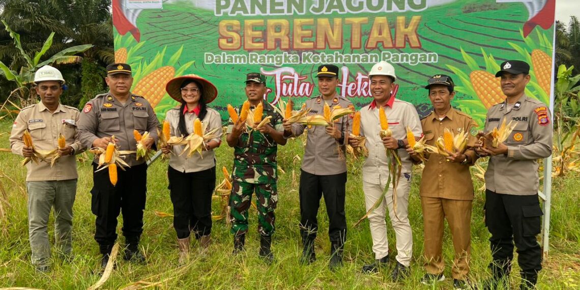 Kapolsek Muara Badak Bersama Instansi Terkait Laksanakan Panen Jagung di Lahan PT. TSB
