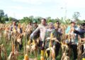 Polres Bontang Bersama Kelompok Tani Gelar Panen Raya Jagung Kuartal II, Dukung Swasembada Pangan 2025