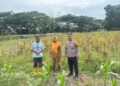Bhabinkamtibmas Bontang Lestari Lakukan Monitoring Ketersediaan Jagung Bersama Penyuluh Pertanian
