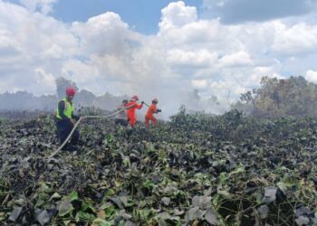Sigap Gerak Cepat, Batalyon C Pelopor Sat Brimob Polda Kaltim Bantu Padamkan Karhutla di Tanah Grogot
